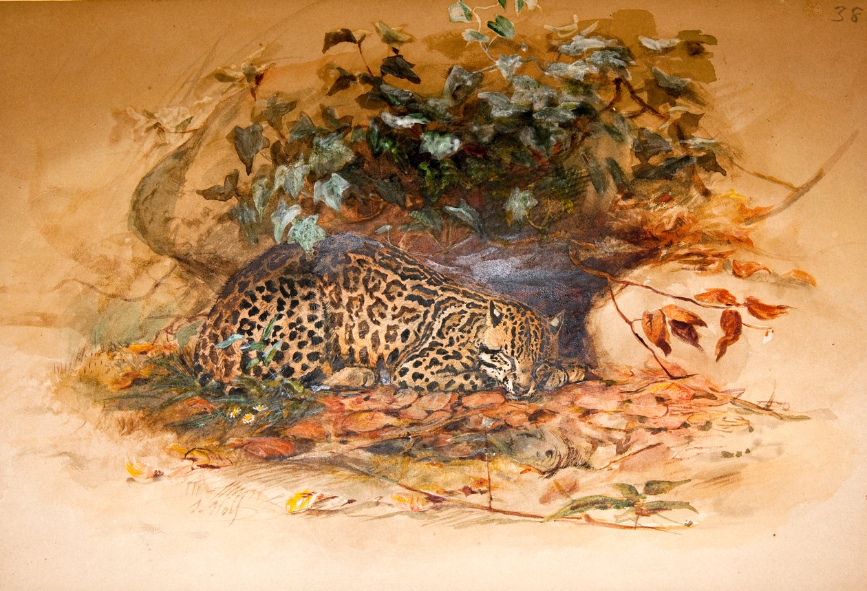 Ozelot von Joseph Wolf