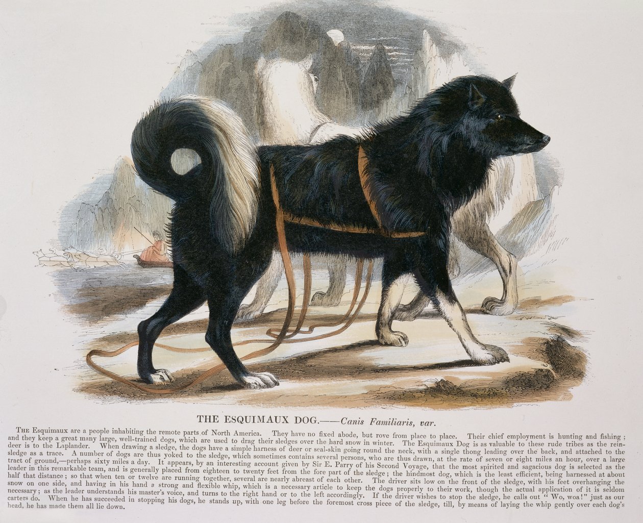 Der Eskimohund (Canis familiaris) pädagogische Illustration veröffentlicht von der Society for Promoting Christian Knowledge, 1843 von Josiah Wood Whymper
