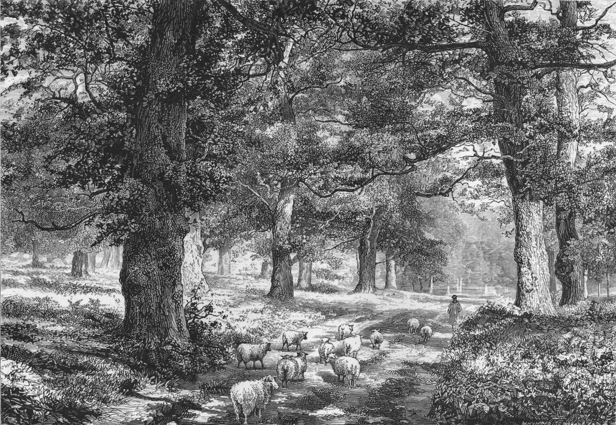 Im Sherwood Forest, ca. 1875 von Josiah Wood Whymper