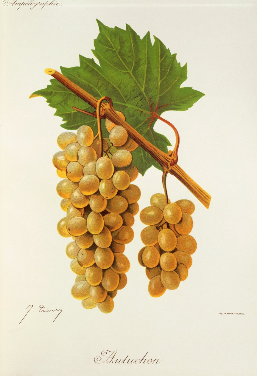 Autuchon-Traube von Jules Troncy