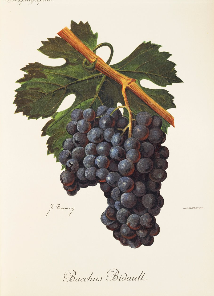 Bacchus Bidault Traube von J. Troncy von Jules Troncy