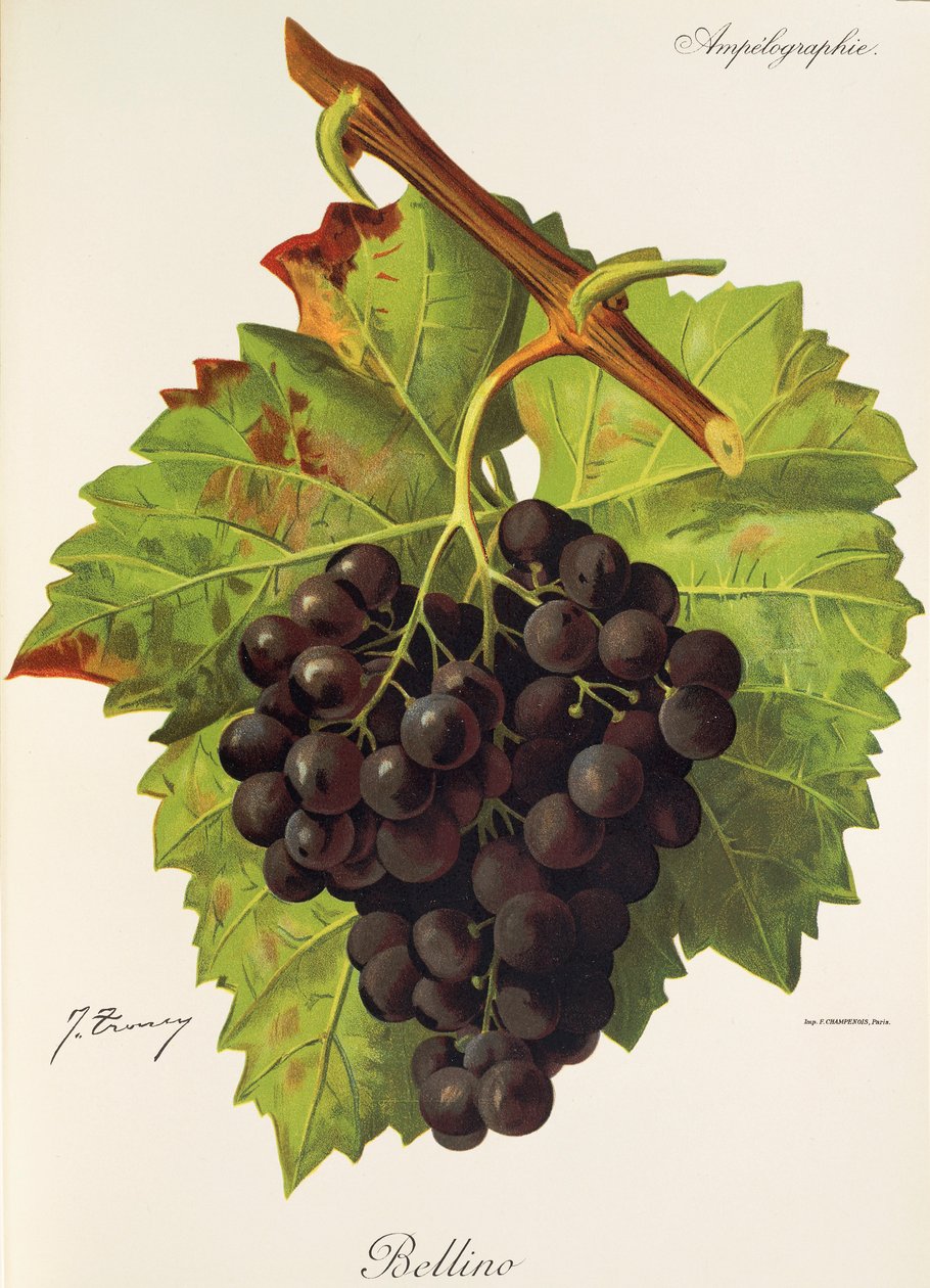 Bellino Traube von Jules Troncy