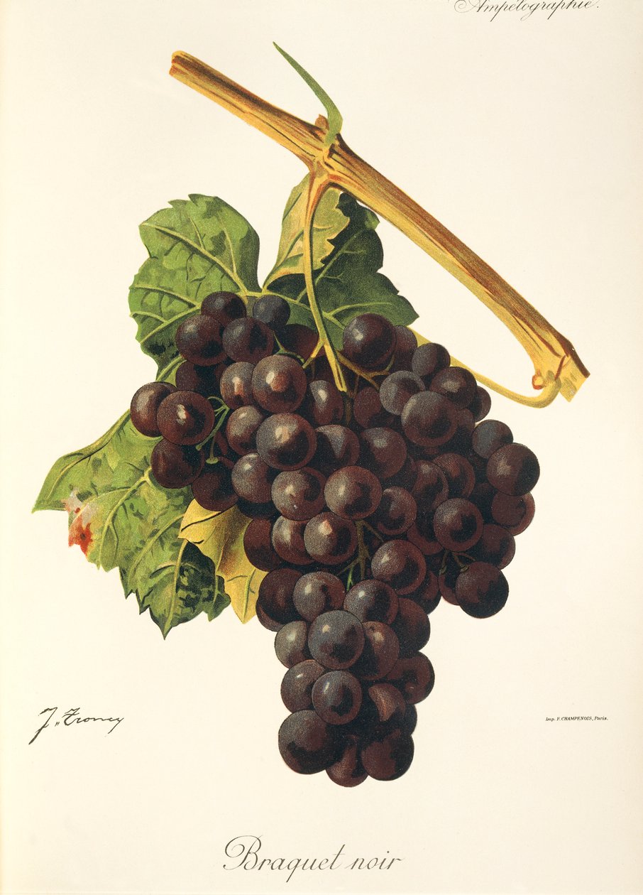 Braquet Noir-Traube von Jules Troncy