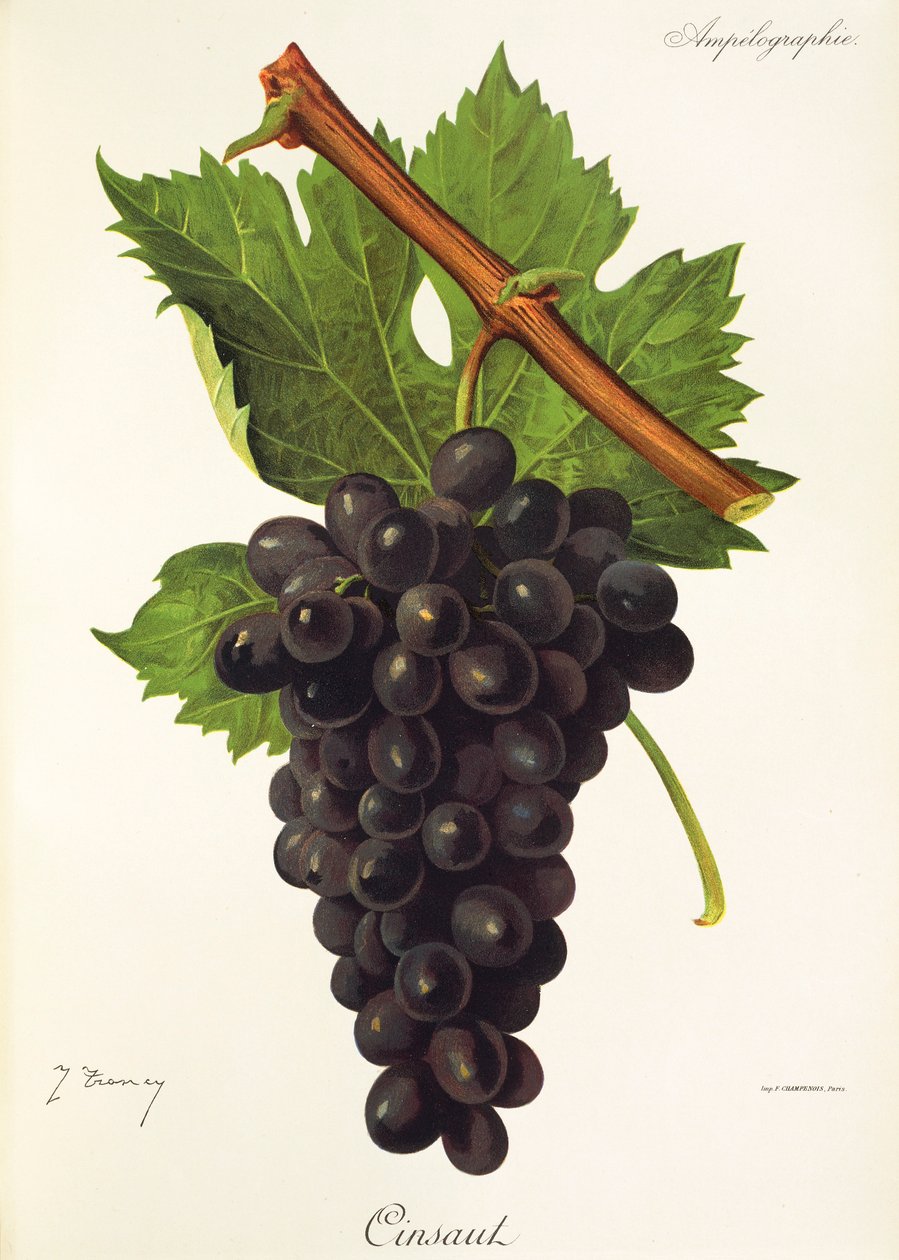 Cinsaut-Traube von J. Troncy von Jules Troncy