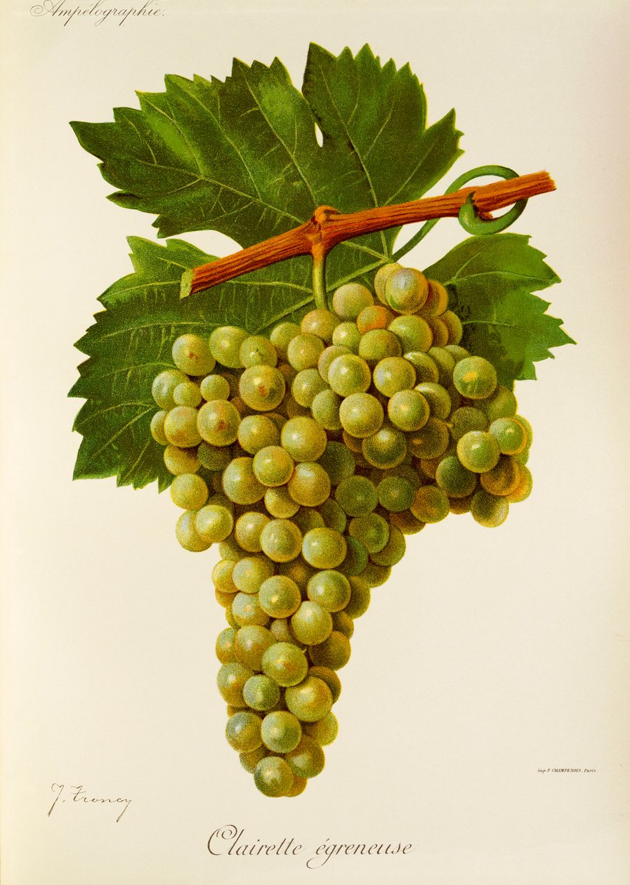 Clairette Egreneuse-Traube von Jules Troncy