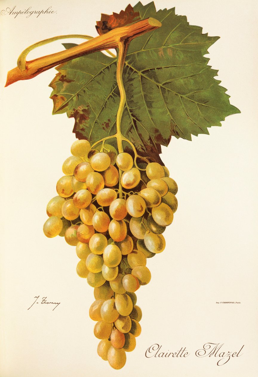Clairette Mazel Traube von Jules Troncy