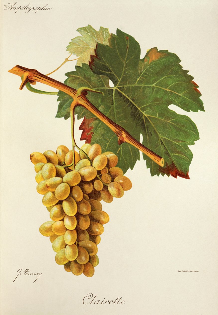 Clairette-Traube von Jules Troncy
