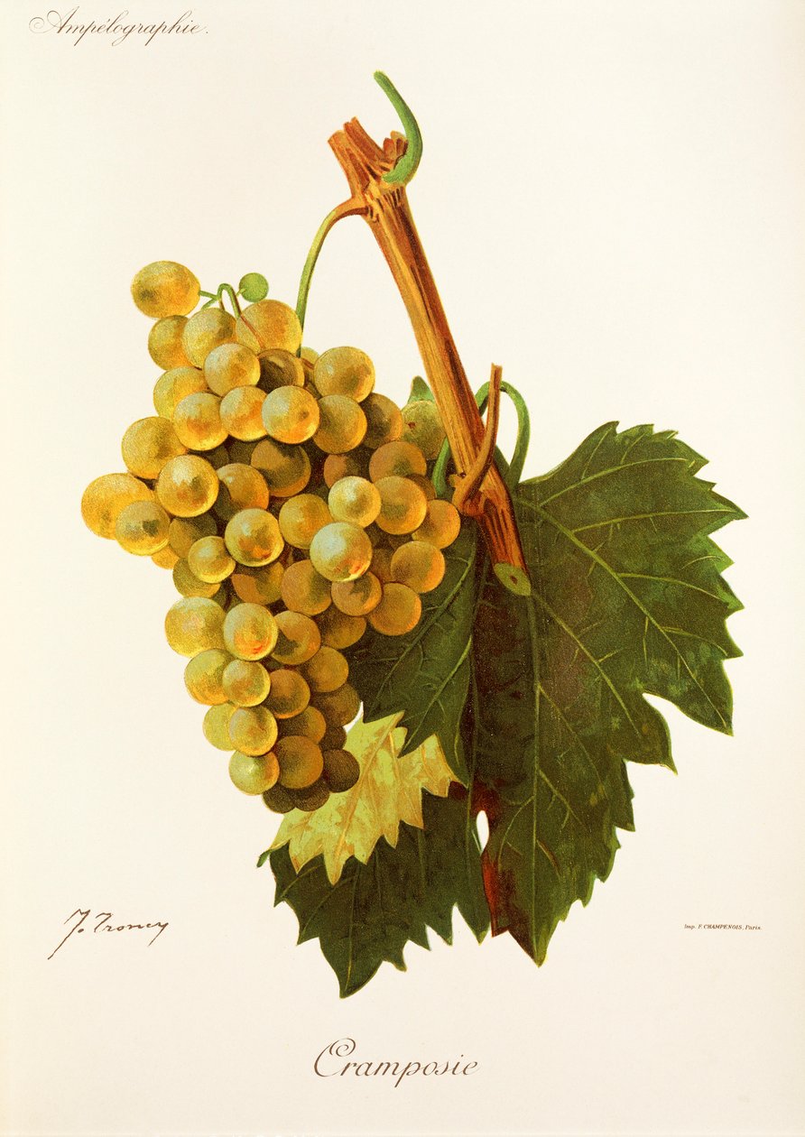 Cramposie-Traube von Jules Troncy