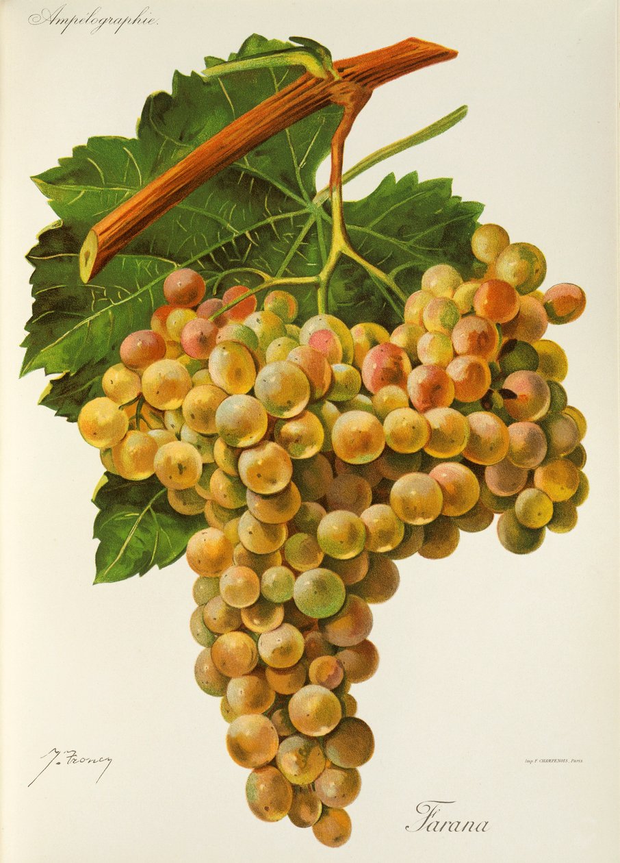 Farana-Traube von Jules Troncy