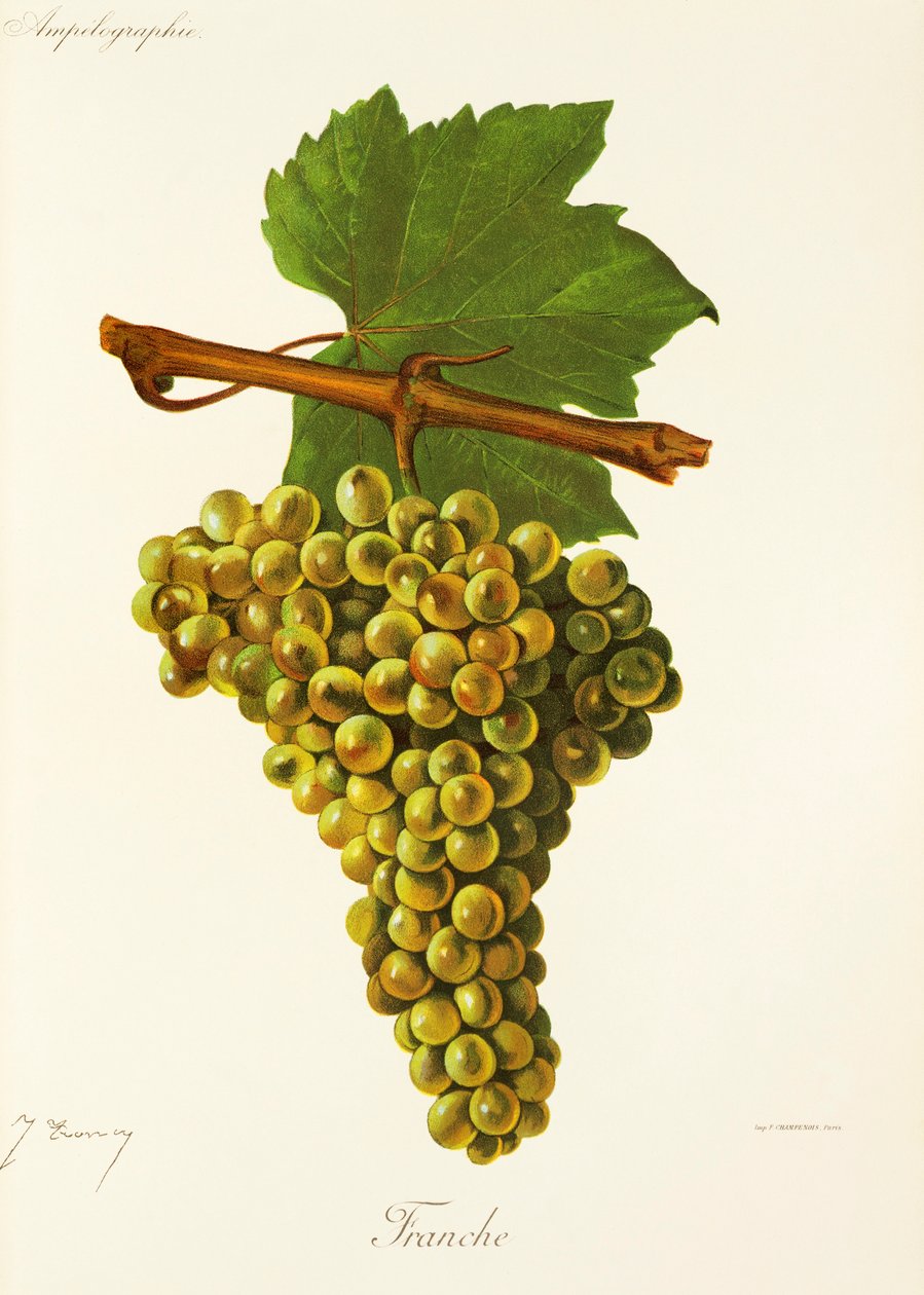Franche-Traube von Jules Troncy