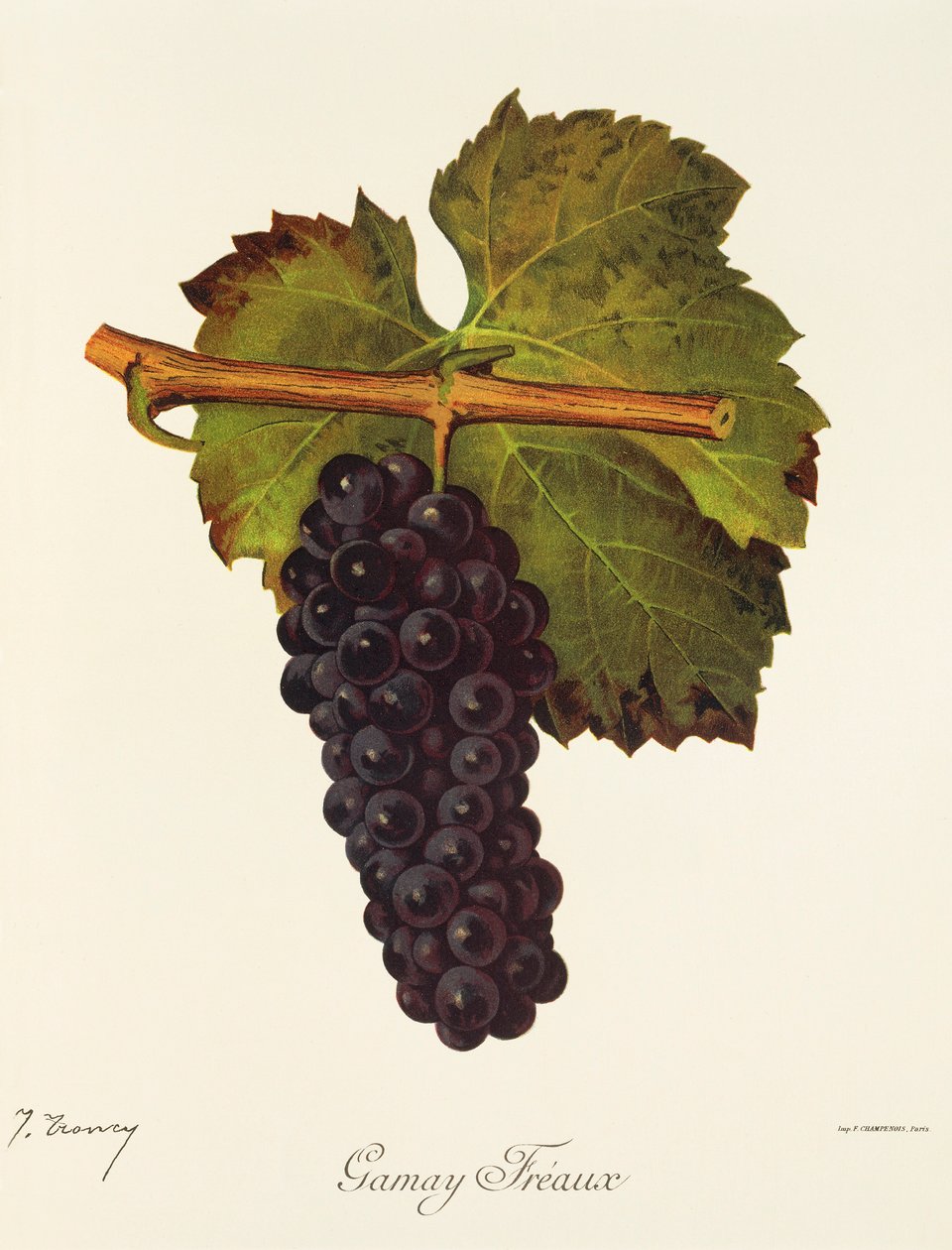 Gamay Freaux-Traube von Jules Troncy