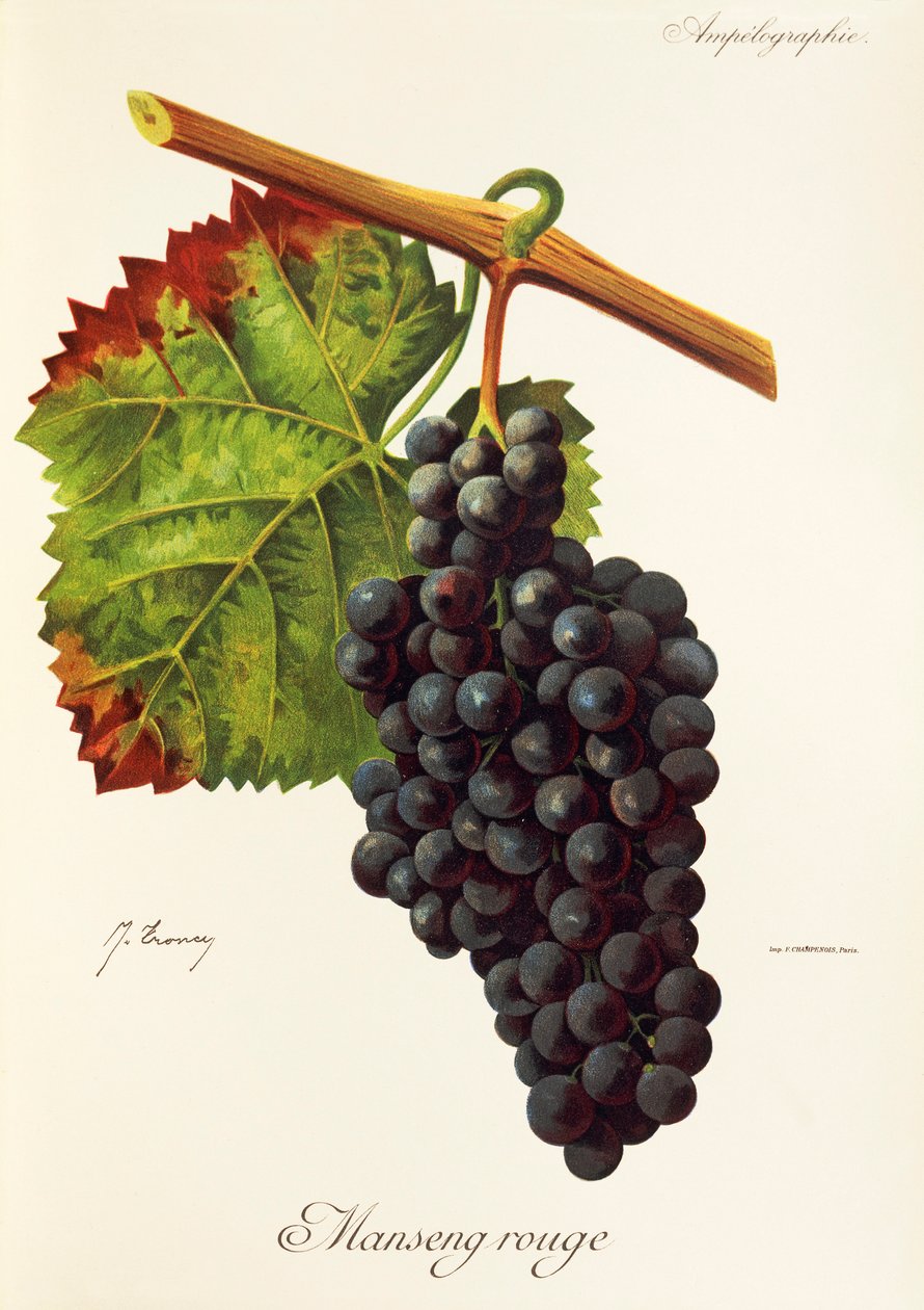 Manseng Rouge-Traube von Jules Troncy