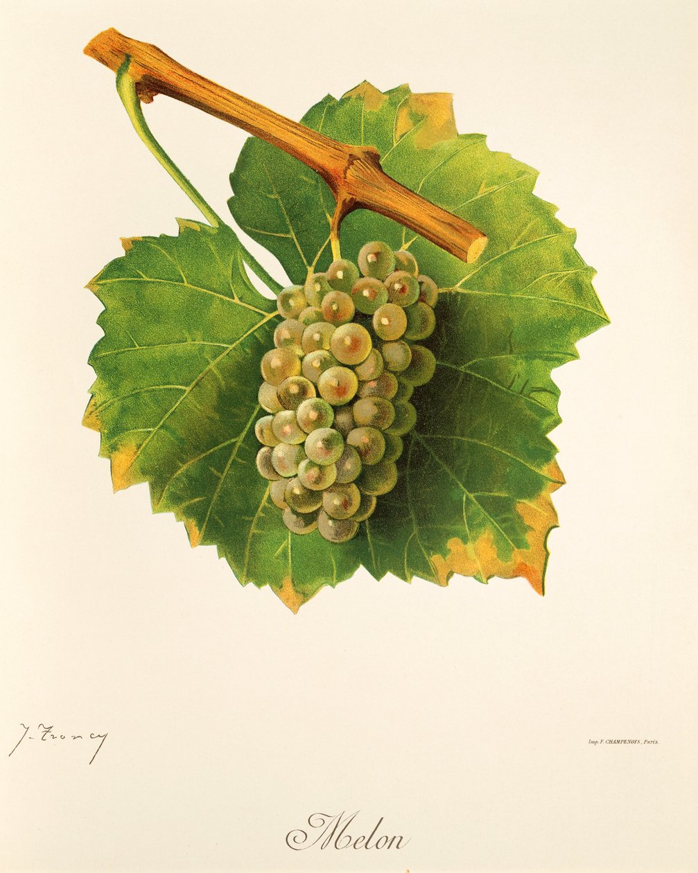 Melon-Traube von Jules Troncy