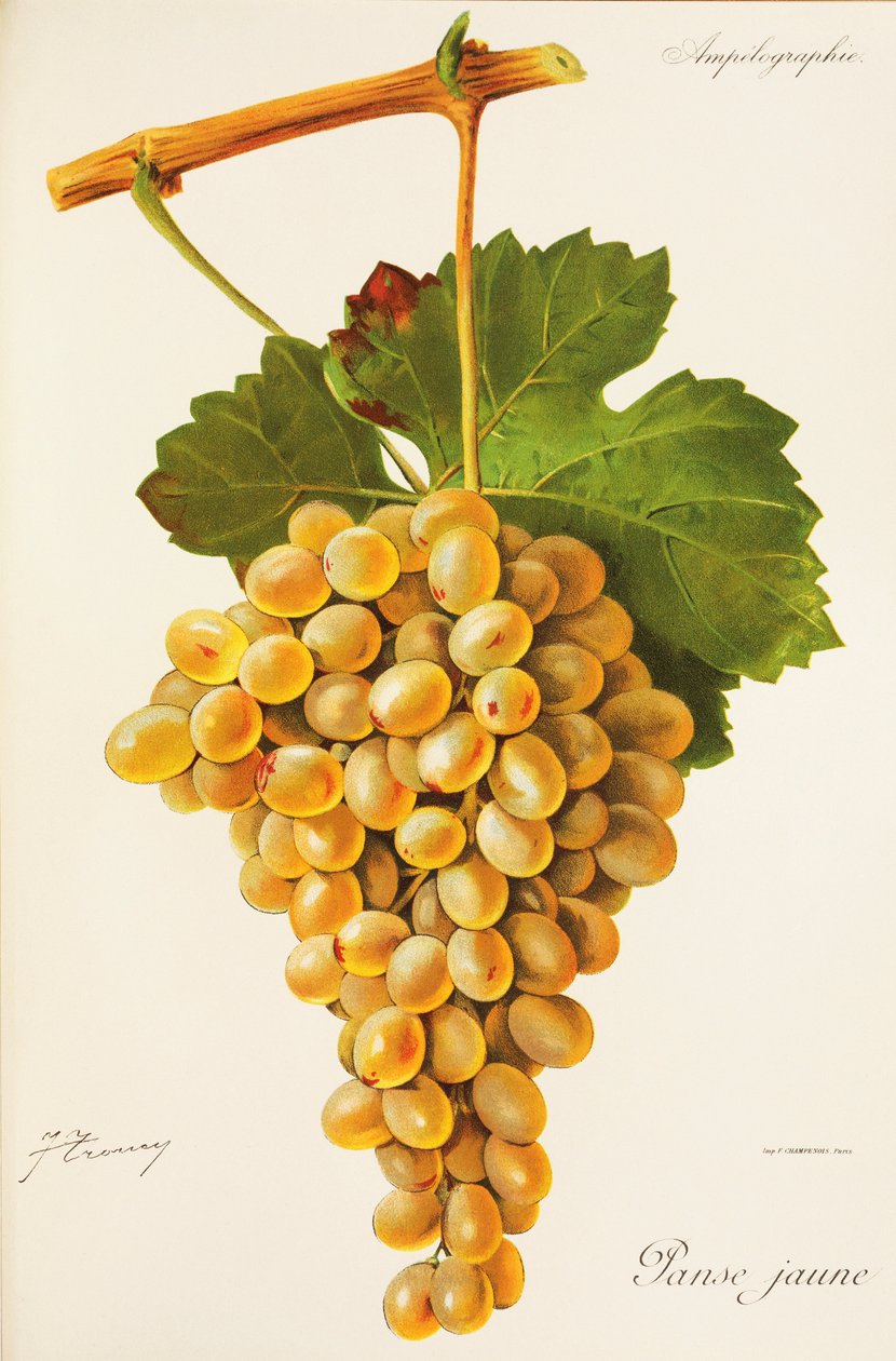 Panse Jaune-Traube von Jules Troncy