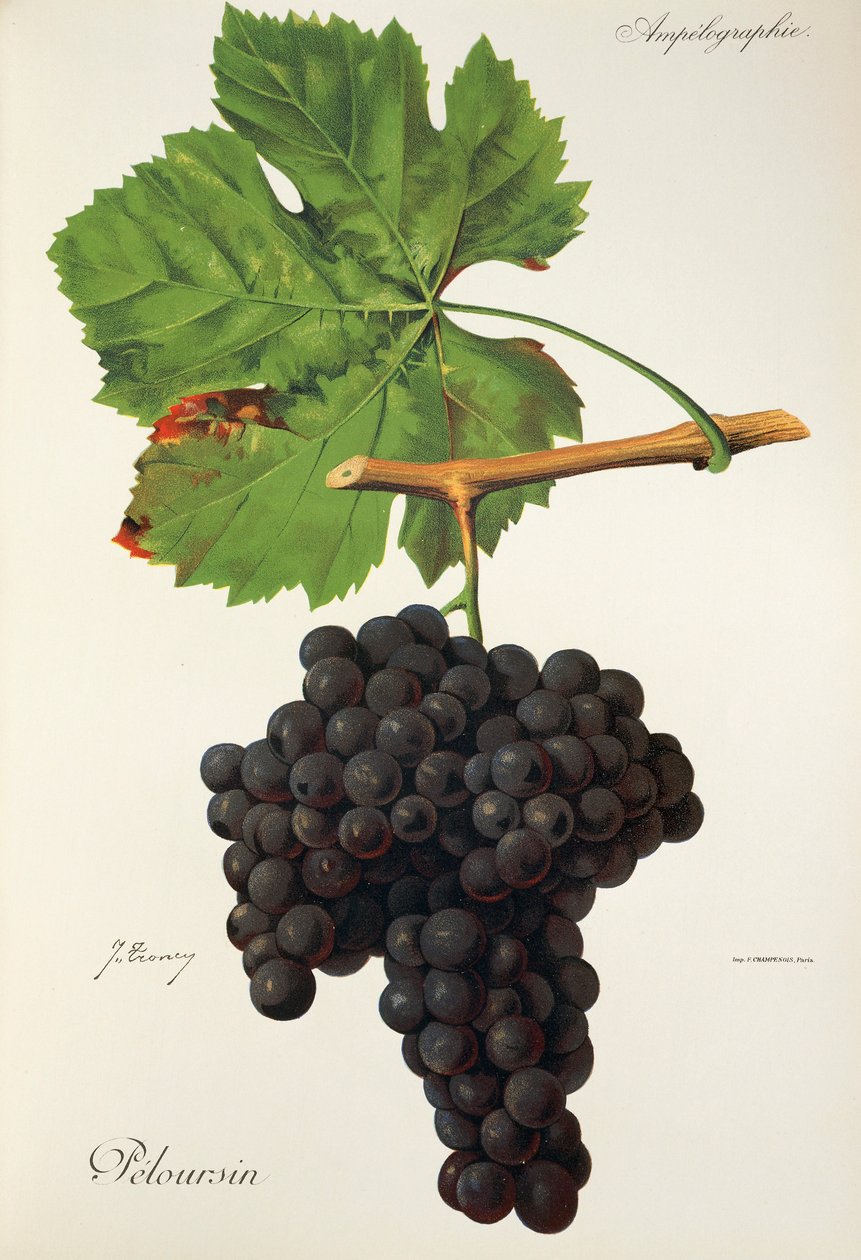 Peloursin-Traube von Jules Troncy