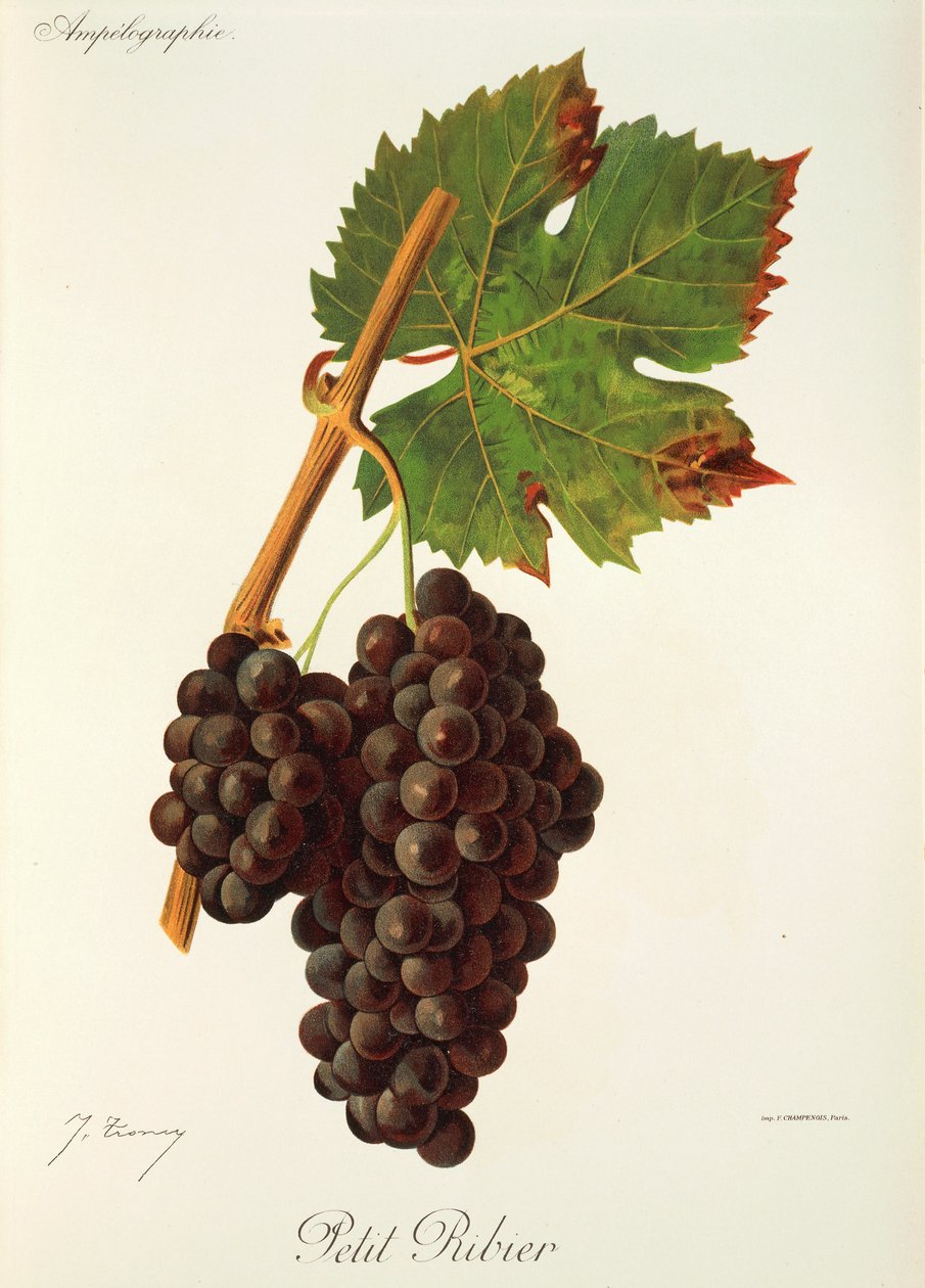 Petit-Ribier-Traube von Jules Troncy