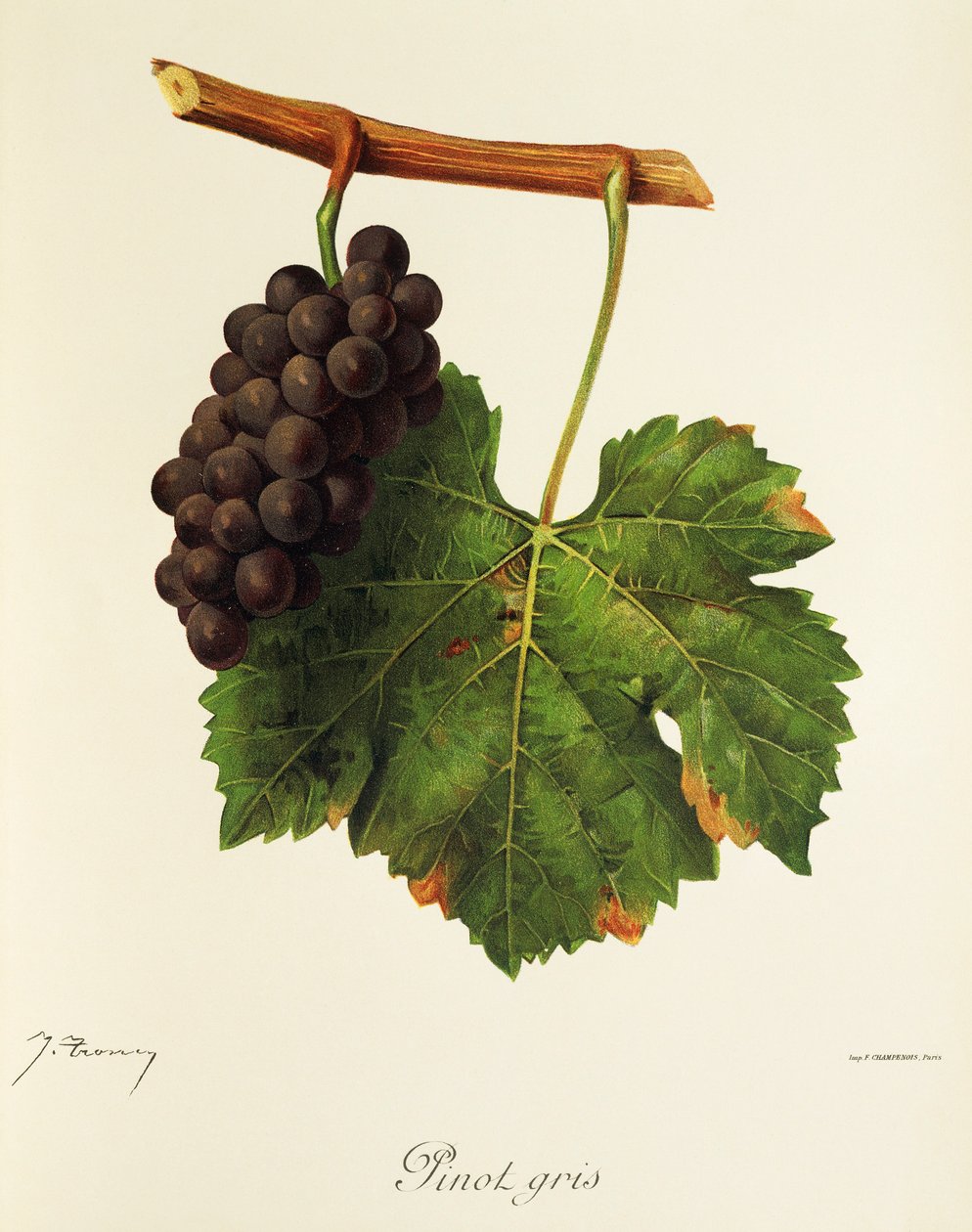 Pinot Gris Traube von Jules Troncy