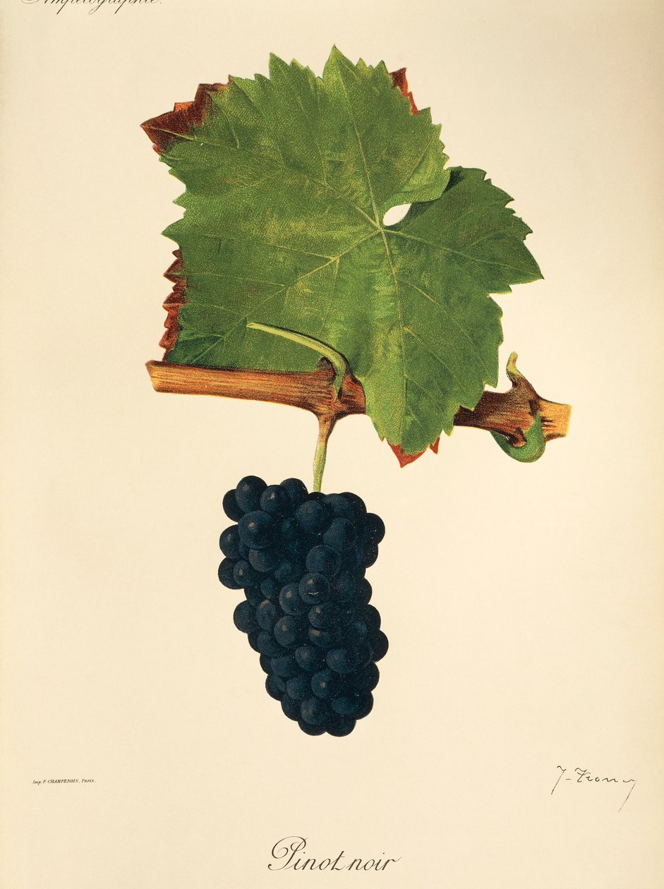 Pinot Noir-Traube von Jules Troncy