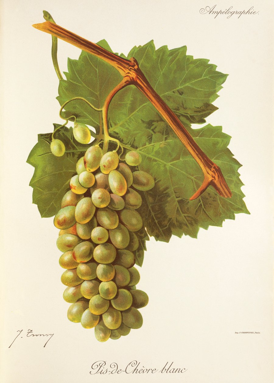 Pis-de-Chevre Blanc-Traube von Jules Troncy