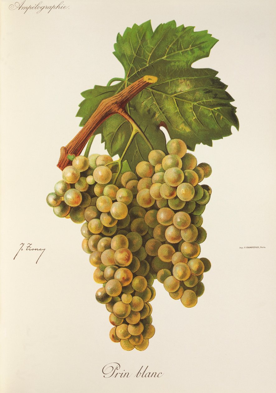 Prin-Blanc-Traube von Jules Troncy
