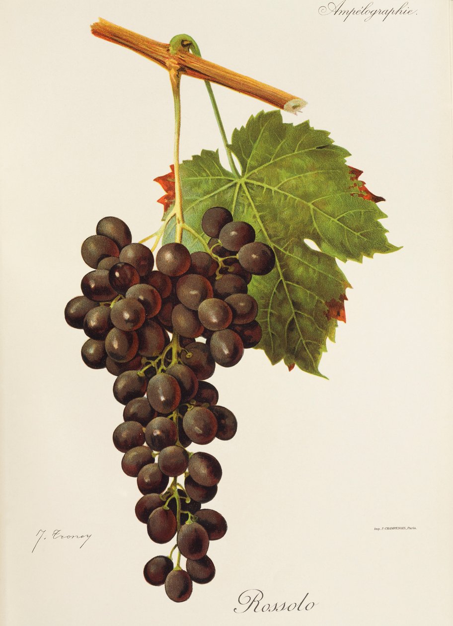 Rossolo-Traube von Jules Troncy