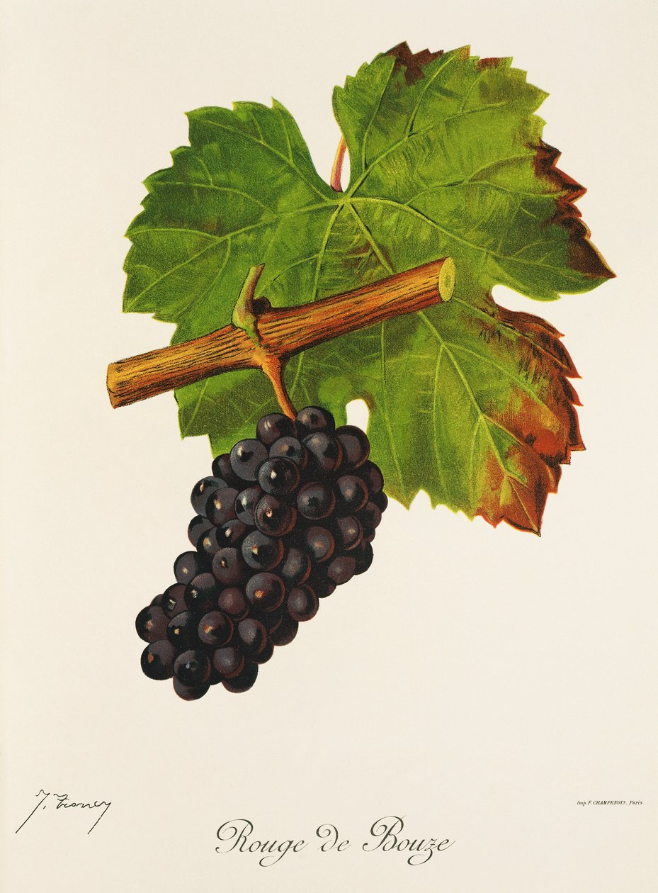 Rouge de Bouze Traube von Jules Troncy