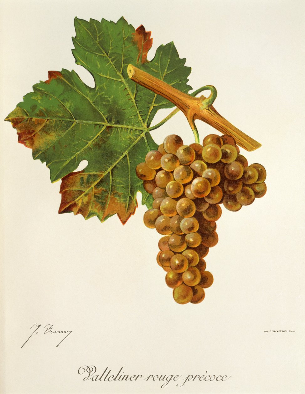 Valteliner Rouge Precoce-Traube von Jules Troncy