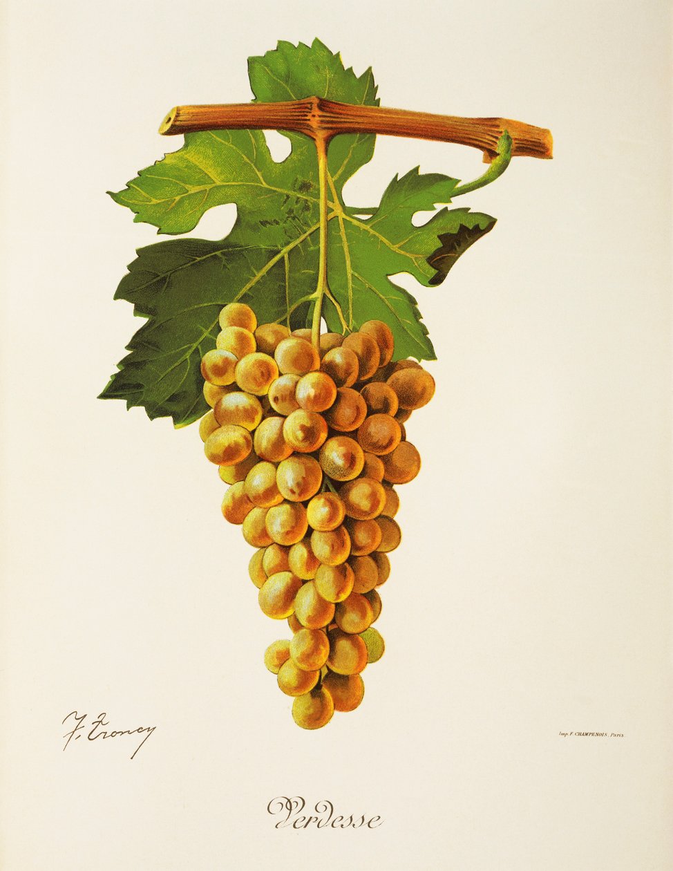 Verdesse Traube von J. Troncy von Jules Troncy