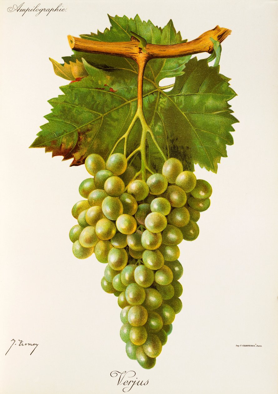 Verjus-Traube von Jules Troncy