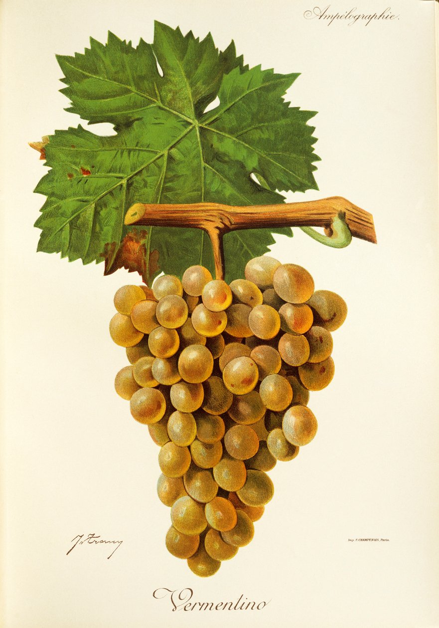 Vermentino-Traube von Jules Troncy
