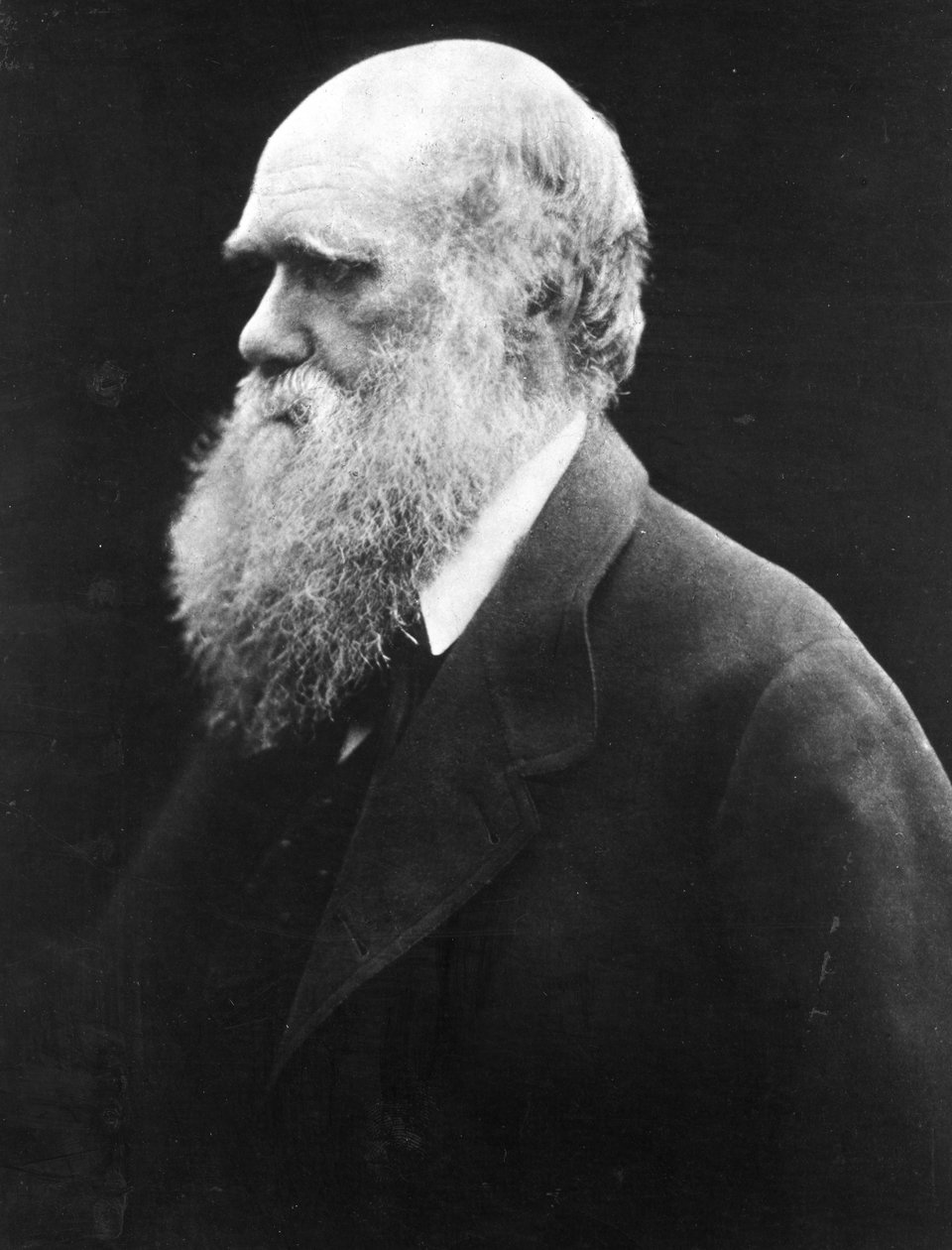 Charles Darwin, ca. 1870 von Julia Margaret Cameron