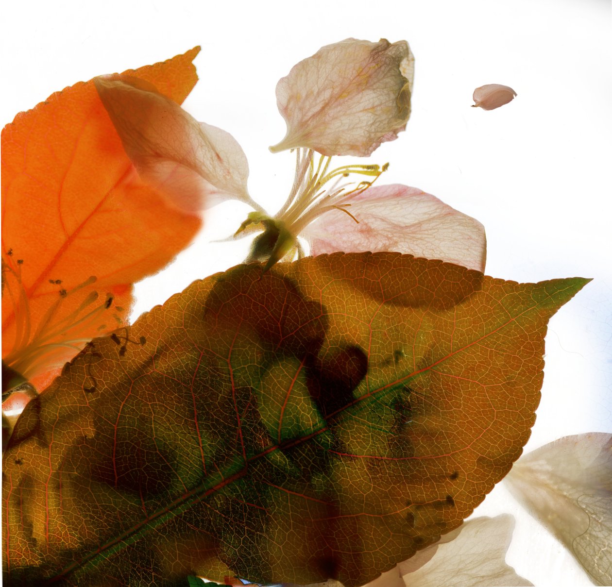 Zierapfel Rose I, 2014 von Julia McLemore