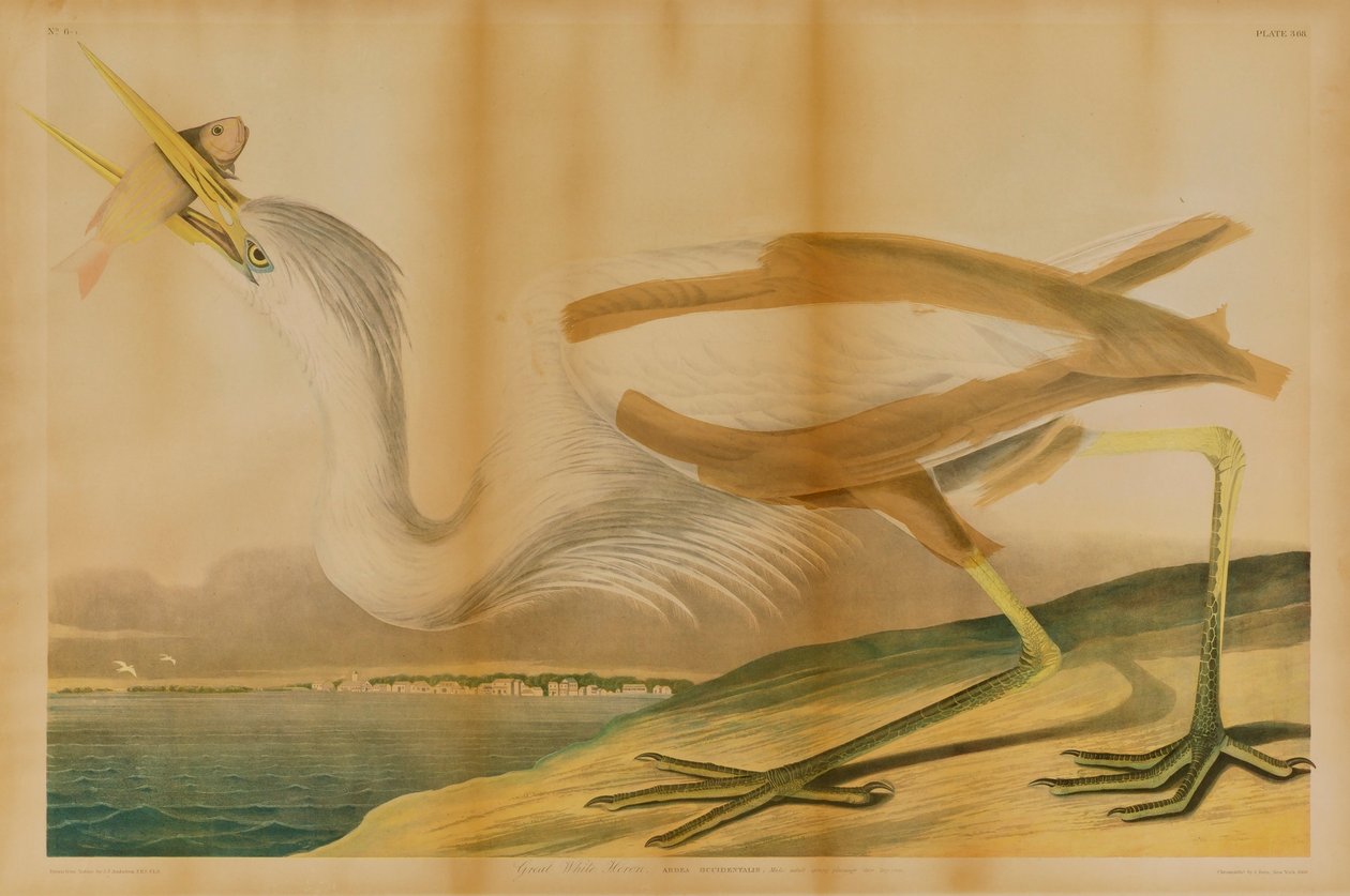 Großer Weißer Reiher von Julius Bien