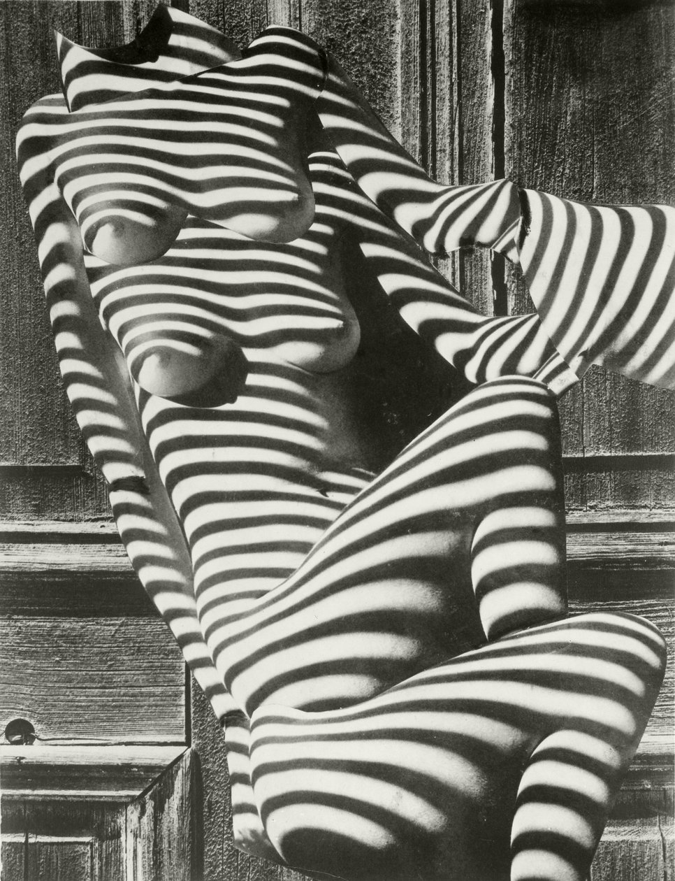 Zebra-Damen von Karel Teige