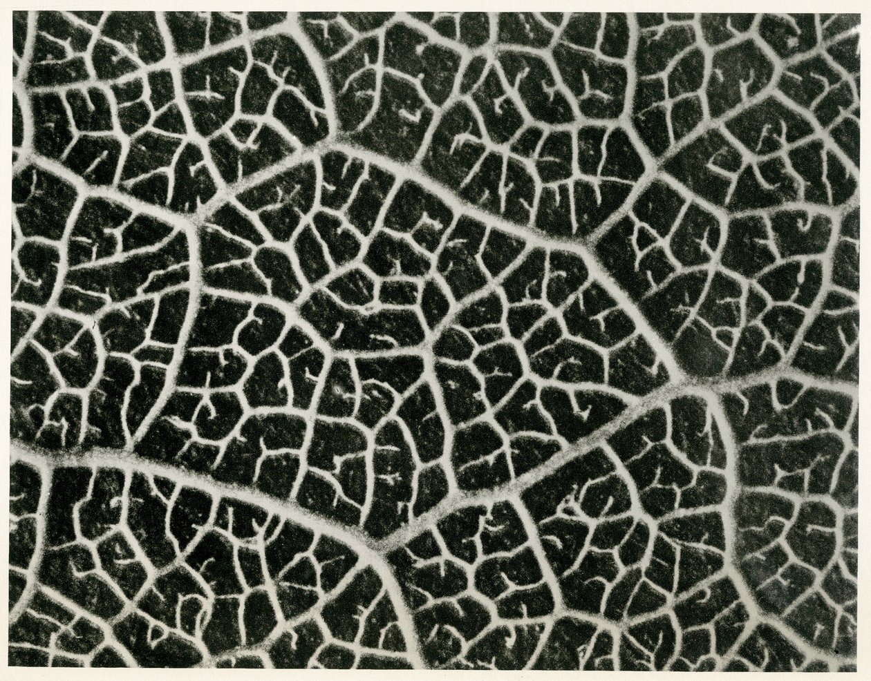 Columbia Blatt, 1929 von Karl Blossfeldt