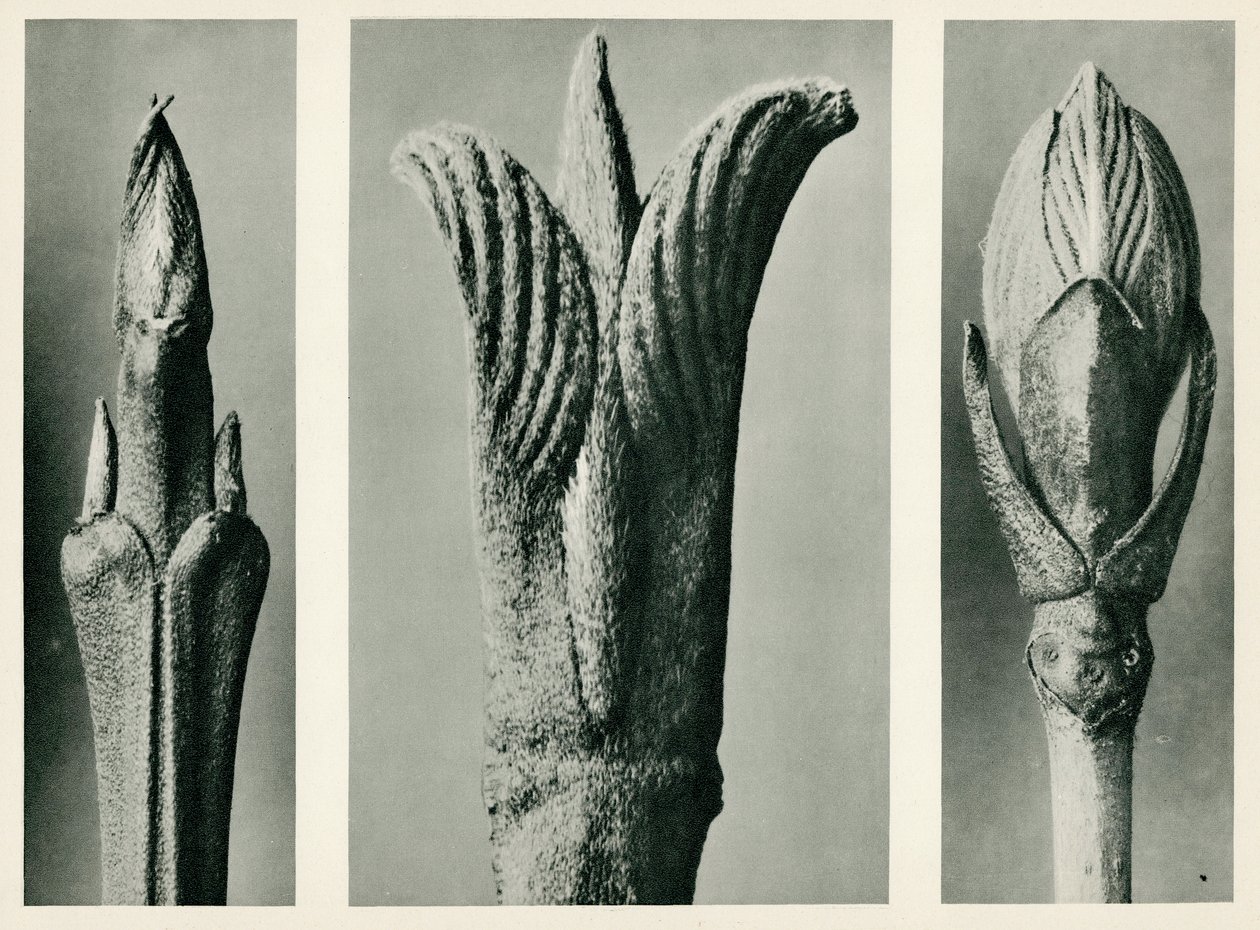 Cornus Brachypoda, 1929 von Karl Blossfeldt