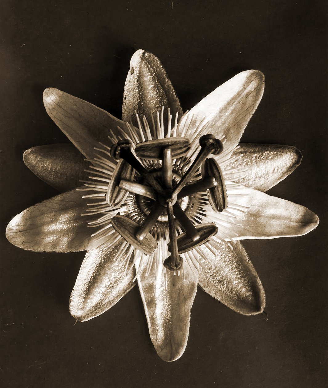 Passionsblume, 1929 von Karl Blossfeldt