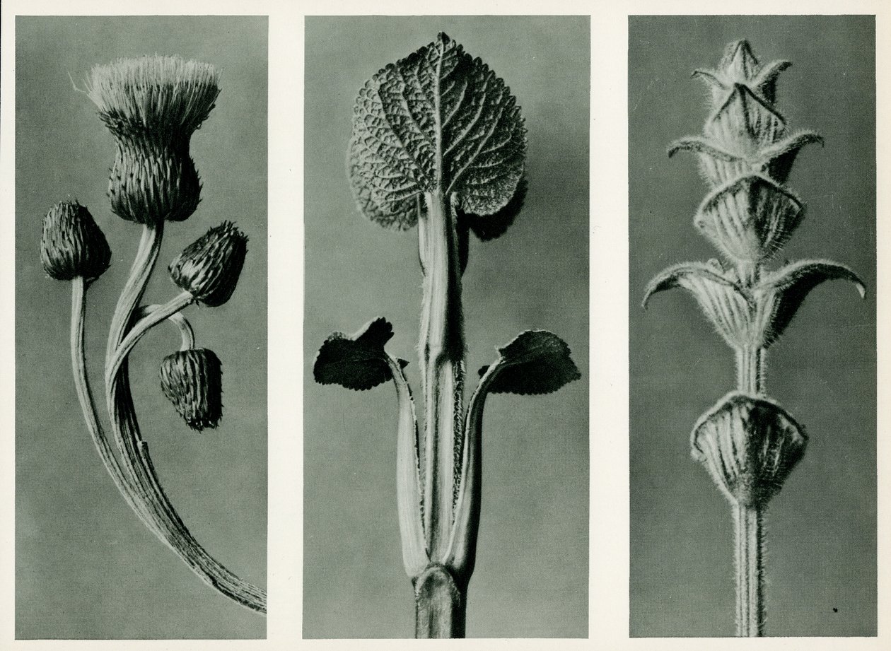 Studie von drei Pflanzenarten, 1929 (Fotogravur) von Karl Blossfeldt