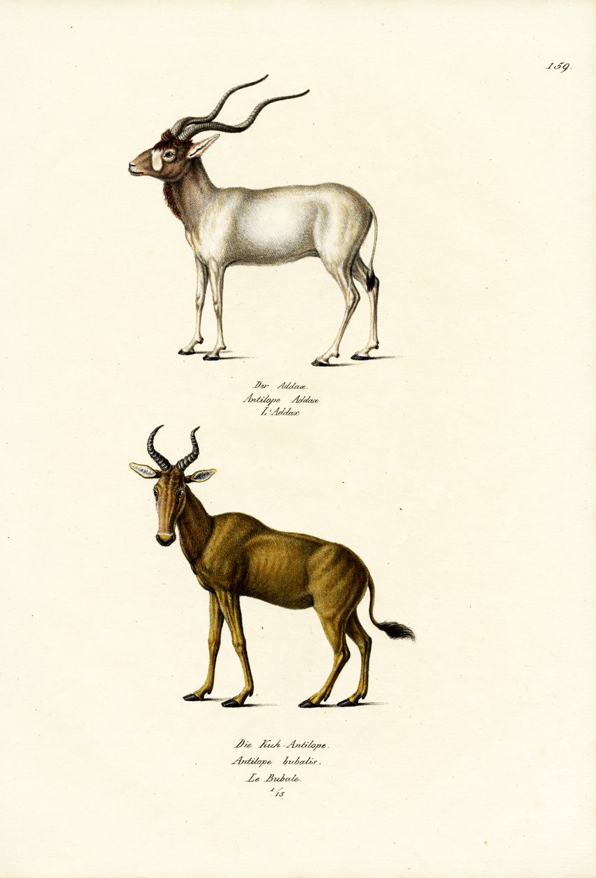 Addax, 1824 von Karl Joseph Brodtmann