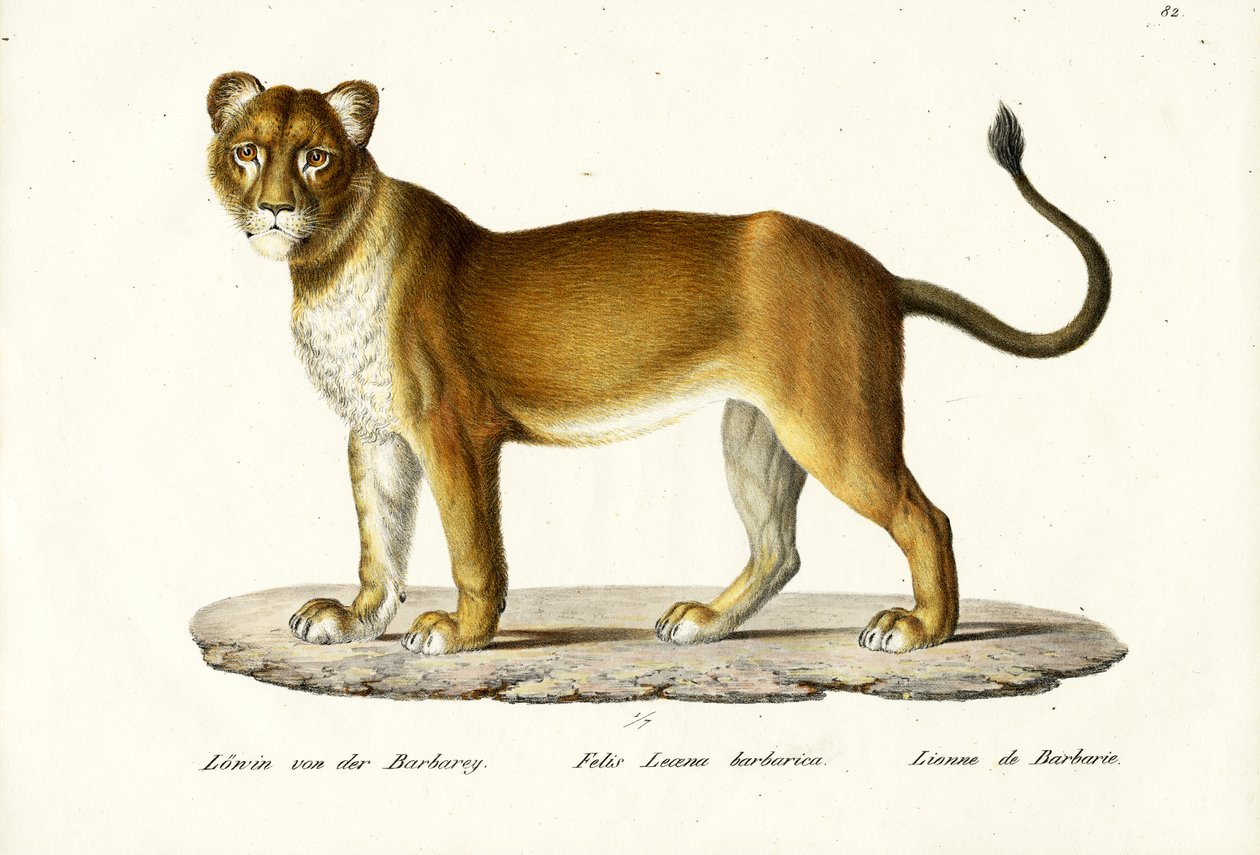 Barbary-Löwin, 1824 von Karl Joseph Brodtmann