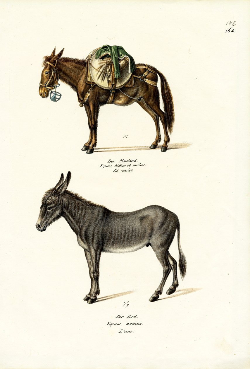 Esel, 1824 von Karl Joseph Brodtmann