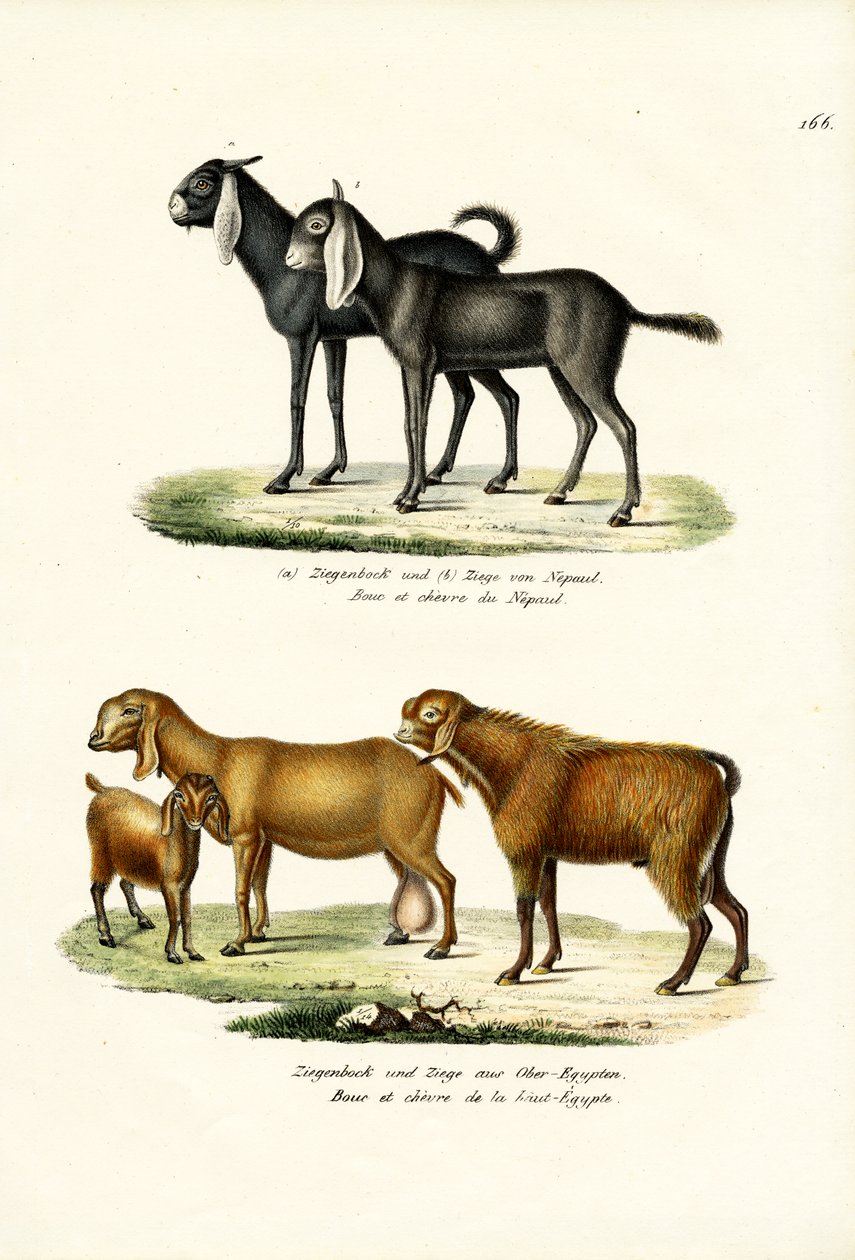 Ziege, 1824 von Karl Joseph Brodtmann