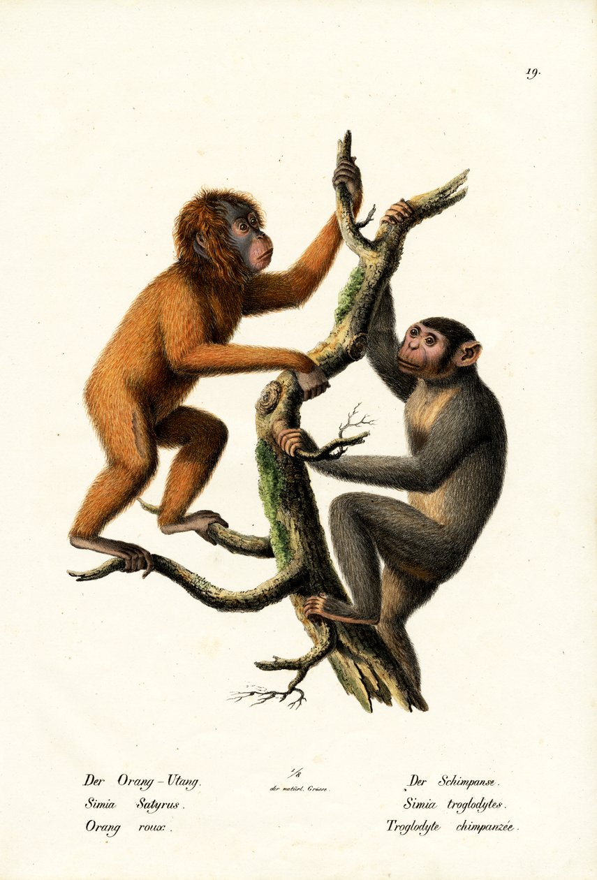 Orang-Utan, 1824 von Karl Joseph Brodtmann