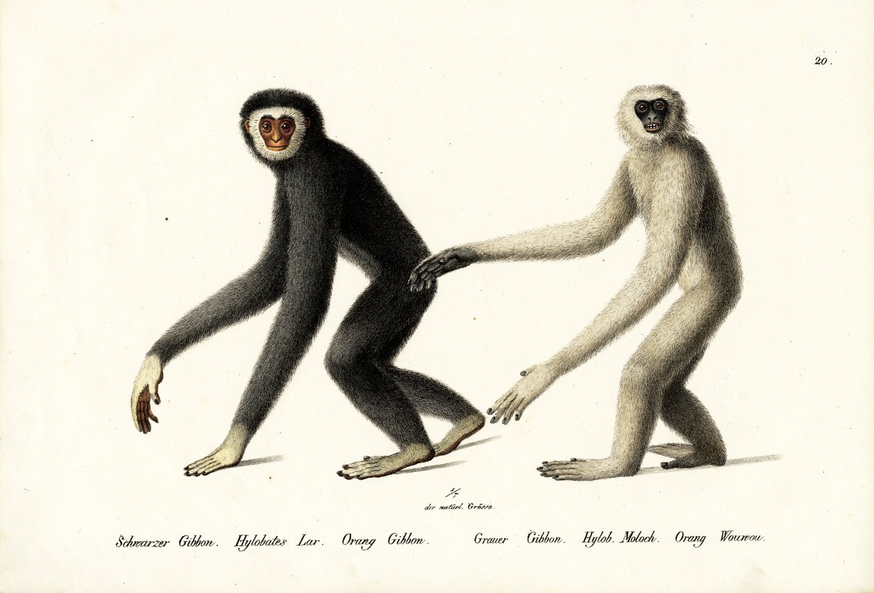 Weißhandgibbon, 1824 von Karl Joseph Brodtmann