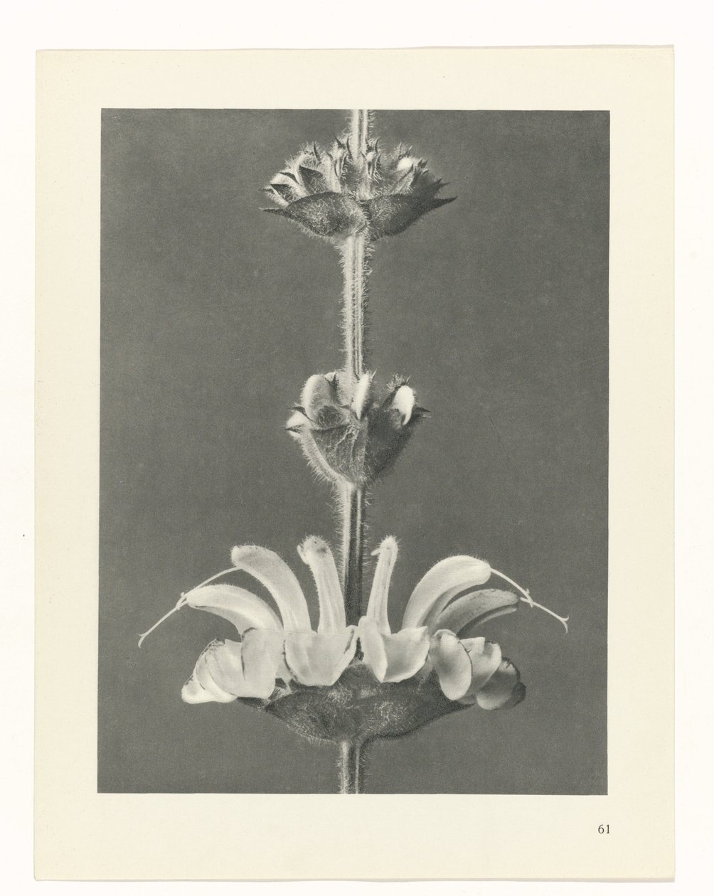 Pflanzenstudie (Urformen der Kunst) von Karl Blossfeldt