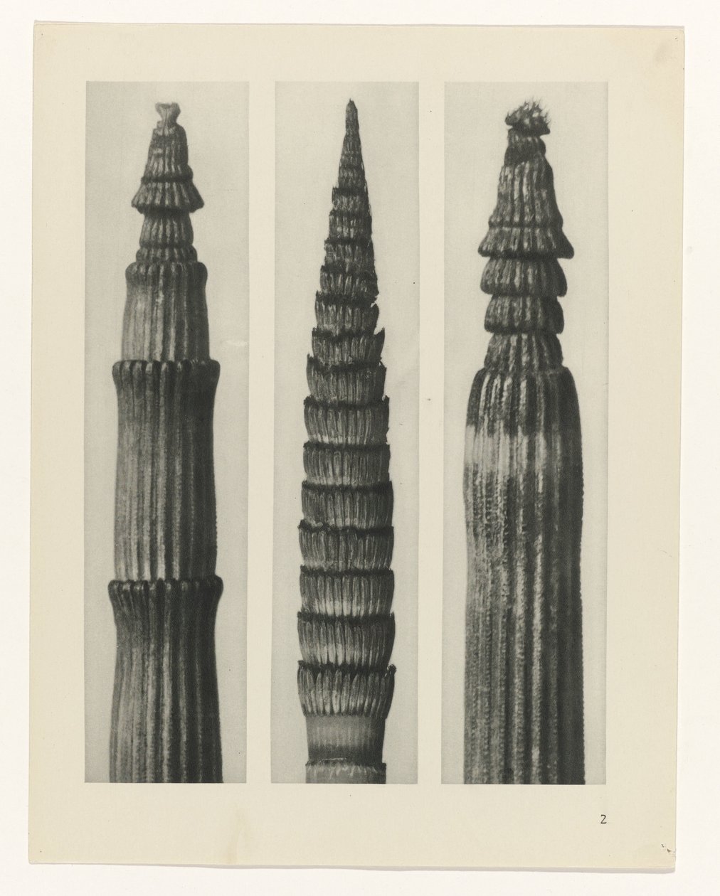 Pflanzenstudie (Urformen der Kunst) von Karl Blossfeldt