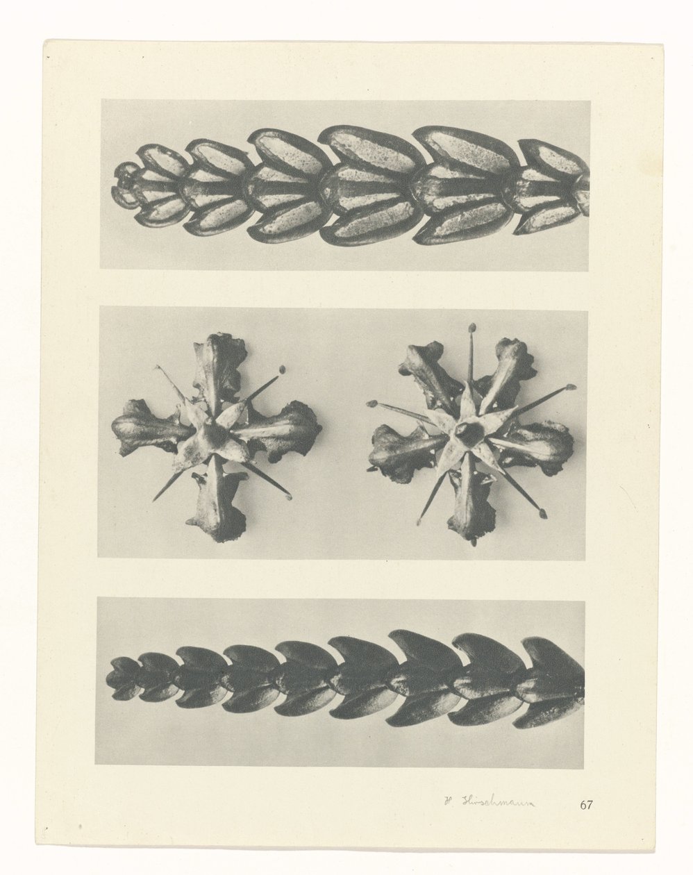 Pflanzenstudie (Urformen der Kunst) von Karl Blossfeldt