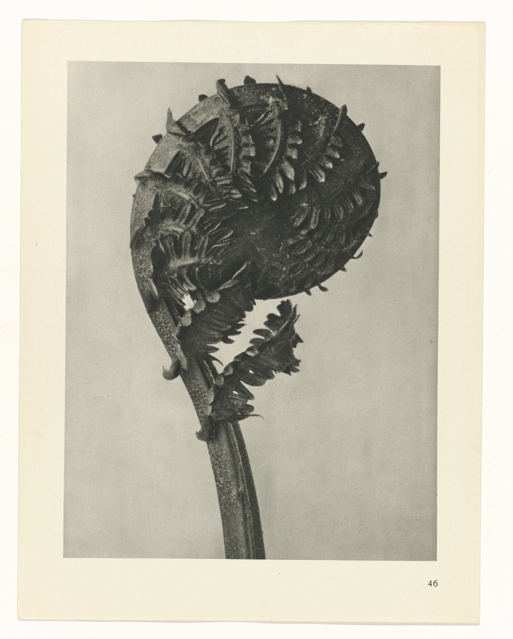 Pflanzenstudie (Urformen der Kunst) von Karl Blossfeldt