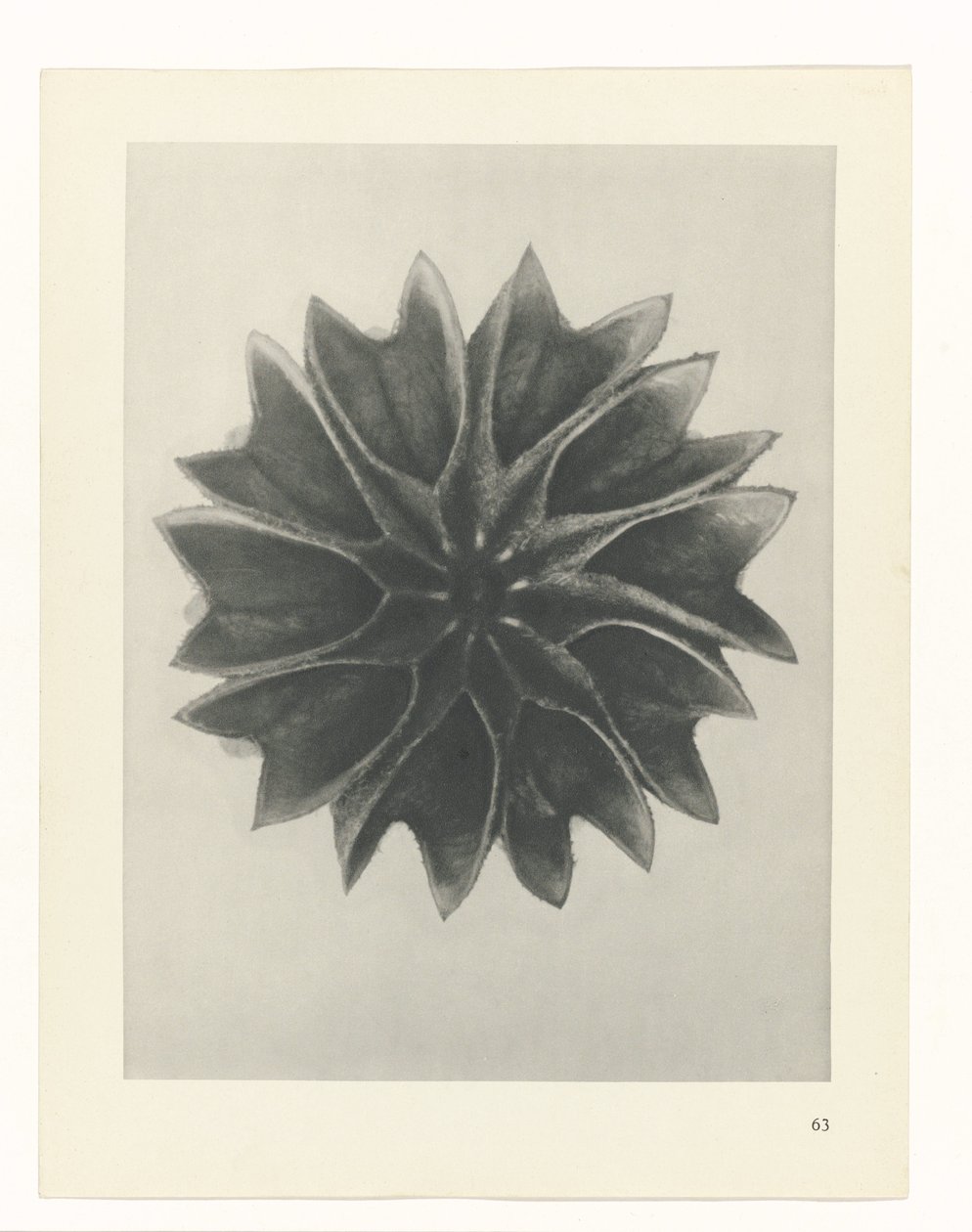 Pflanzenstudie (Urformen der Kunst) von Karl Blossfeldt