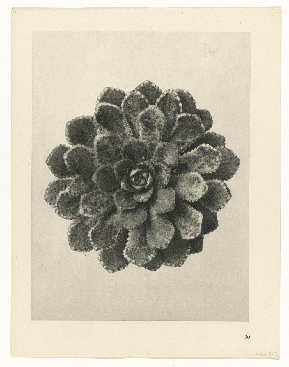 Pflanzenstudie (Urformen der Kunst) von Karl Blossfeldt